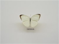 藏品(細波遷粉蝶)的圖片